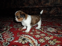 Продаются щенки породы Ши-тцу. Дата рождения: 12.01.2013 - Изображение #6, Объявление #839642