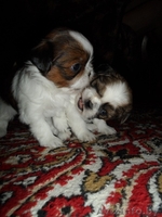 Продаются щенки породы Ши-тцу. Дата рождения: 12.01.2013 - Изображение #7, Объявление #839642