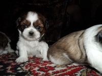 Продаются щенки породы Ши-тцу. Дата рождения: 12.01.2013 - Изображение #9, Объявление #839642