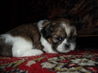 Продаются щенки породы Ши-тцу. Дата рождения: 12.01.2013 - Изображение #8, Объявление #839642