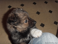 Щенок любящий своих хозяев - Изображение #1, Объявление #847512