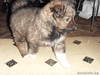 Щенок любящий своих хозяев - Изображение #2, Объявление #847512