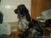 Найден Спаниель!!!! - Изображение #2, Объявление #847871
