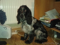 Найден Спаниель!!!! - Изображение #1, Объявление #847871