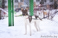 Грациозный и невероятно обаятельный щенок в дар! - Изображение #3, Объявление #843200