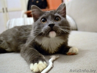 Пушистая  шубка, толстые лапки, круглая мордашка – котёнок в дар! - Изображение #1, Объявление #849750