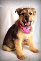 щенок ищет постоянный или временный дом - Изображение #3, Объявление #863683