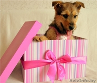 щенок ищет постоянный или временный дом - Изображение #2, Объявление #863683