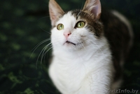 Елисей необыкновенно ласковый пушистый кот в добрые руки. - Изображение #2, Объявление #872042