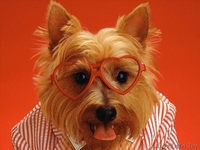 Курсы грумеров в Минске(стрижка собак и кошек). - Изображение #1, Объявление #852674