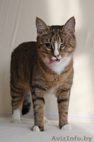 Кошка, которая видит цветные сны... - Изображение #2, Объявление #851320