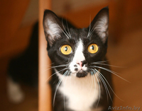 Шарлиз - прекрасная леди! Очаровательная кошка в дар! - Изображение #1, Объявление #857570