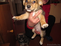  двумесячные щенки в дар - Изображение #2, Объявление #857587