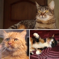 Мурчащие на любой вкус! - Изображение #1, Объявление #842623