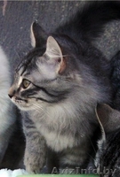 Мурчащие на любой вкус! - Изображение #2, Объявление #842623