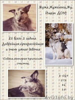 Жужа-собака,которая ищет счастье.. - Изображение #2, Объявление #855415