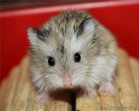 Хомячата Роборовского - Изображение #1, Объявление #862302