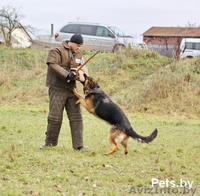 Кобель для вязки - Изображение #2, Объявление #862737