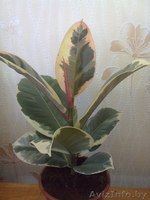 Фикус Tineke. Комнатные растения Минск. - Изображение #3, Объявление #872180