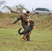 Кобель для вязки - Изображение #3, Объявление #862737