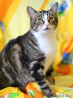 Мармур - кот редкого мраморного окраса в дар! - Изображение #3, Объявление #851773