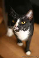 Шарлиз - прекрасная леди! Очаровательная кошка в дар! - Изображение #2, Объявление #857570