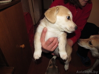  двумесячные щенки в дар - Изображение #1, Объявление #857587