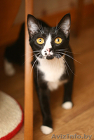 Шарлиз - прекрасная леди! Очаровательная кошка в дар! - Изображение #3, Объявление #857570