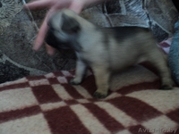 Щеночки французского бульдога - Изображение #2, Объявление #871056