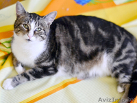 Мармур - кот редкого мраморного окраса в дар! - Изображение #2, Объявление #851773
