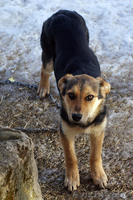 Щенки девочки 7 месяцев в дар!   - Изображение #3, Объявление #861554