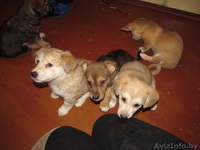  двумесячные щенки в дар - Изображение #4, Объявление #857587
