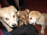  двумесячные щенки в дар - Изображение #5, Объявление #857587