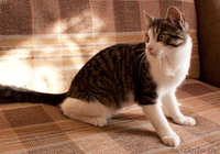 Сержик - тигрово-белое счастье! забавный котёнок в дар! - Изображение #7, Объявление #860630