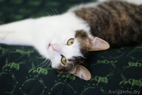 Елисей необыкновенно ласковый пушистый кот в добрые руки. - Изображение #1, Объявление #872042