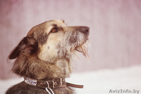 Жужа-собака,которая ищет счастье.. - Изображение #1, Объявление #855415