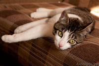 Сержик - тигрово-белое счастье! забавный котёнок в дар! - Изображение #2, Объявление #860630