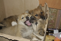 щенки в дар!!!!  - Изображение #5, Объявление #858580