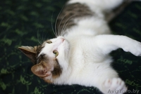 Елисей необыкновенно ласковый пушистый кот в добрые руки. - Изображение #4, Объявление #872042