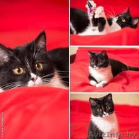 Котёнок Сабрина окраса биколор в дар! - Изображение #1, Объявление #851887