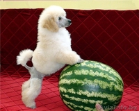 Лукавые глазки, темный носик - Пудель - это Ваша собака - Изображение #1, Объявление #859364