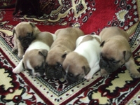 Продам щенков французского бульдога да да - Изображение #1, Объявление #871836