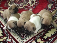 Продам щенков французского бульдога да да - Изображение #2, Объявление #871836