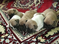 Продам щенков французского бульдога да да - Изображение #3, Объявление #871836