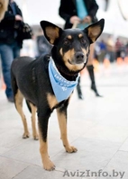 Джина- замечательная собачка в дар! - Изображение #2, Объявление #863876