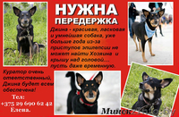 Джина- замечательная собачка в дар! - Изображение #3, Объявление #863876