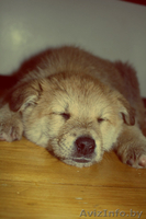 щенки в дар!!!!  - Изображение #1, Объявление #858580