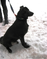 Замечательные псы в добрые руки. - Изображение #3, Объявление #872041