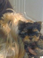 элитные щенки йоркширского терьера - Изображение #4, Объявление #855823