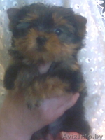 элитные щенки йоркширского терьера - Изображение #2, Объявление #855823